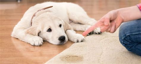 why does my dog leak urine when lying down|What to Do If Your Dog Is Leaking Urine